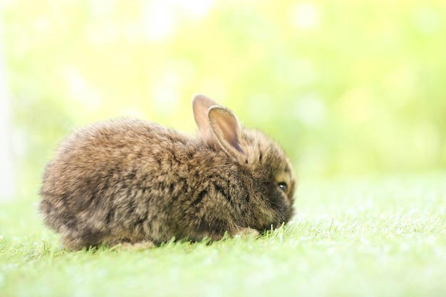 봄 동안 자연 보케를 배경으로 푸른 잔디에 있는 귀여운 토끼 정원에서 노는 사랑스러운 어린 토끼 봄에는 공원에서 사랑스러운 애완동물