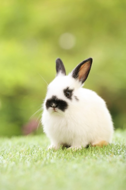 Cute little rabbit on green grass with natural bokeh as background during spring Young adorable bunny playing in garden Lovely pet at park in spring