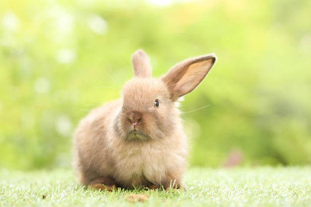 春の背景として自然なボケ味と緑の芝生の上のかわいいウサギ庭で遊ぶ若い愛らしいバニー春の公園で素敵なペット