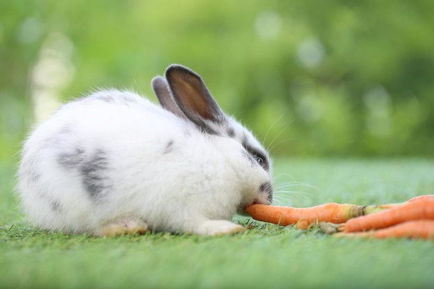 Cute little rabbit on green grass with natural bokeh as background during spring Young adorable bunny playing in garden Lovely pet at park with baby carrot as food