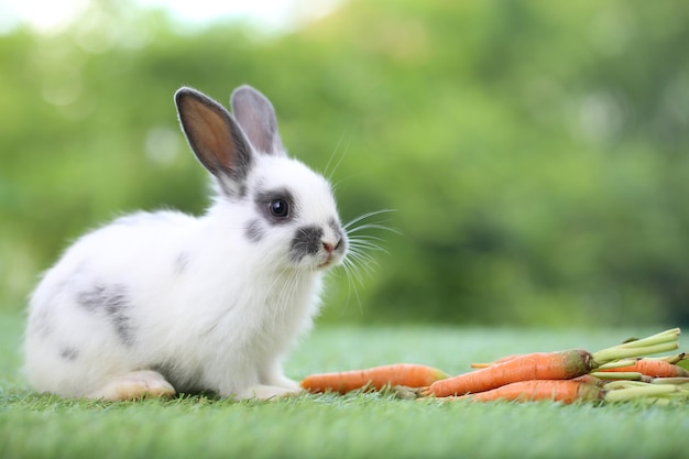 Милый маленький кролик на зеленой траве с естественным боке в качестве фона весной Молодой очаровательный кролик играет в саду Милый питомец в парке с морковкой в качестве еды