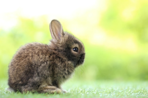 Cute little rabbit on green grass with natural bokeh as background during spring Young adorable bunny playing in garden Lovrely pet at park