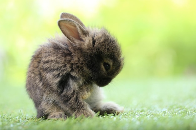 Cute little rabbit on green grass with natural bokeh as background during spring Young adorable bunny playing in garden Lovrely pet at park