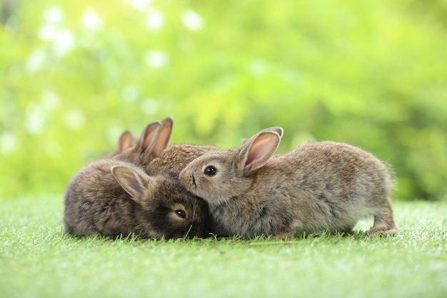 Cute little rabbit on green grass with natural bokeh as background during spring Young adorable bunny playing in garden Lovrely pet at park