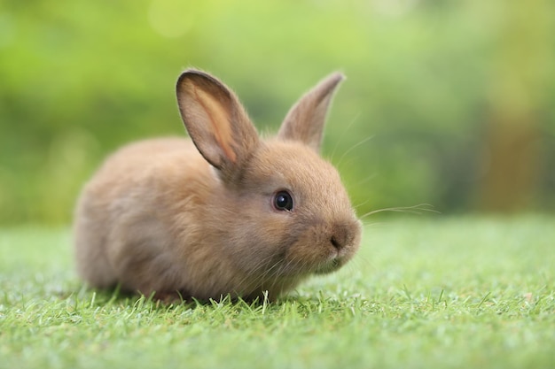 Cute little rabbit on green grass with natural bokeh as background during spring Young adorable bunny playing in garden Lovrely pet at park