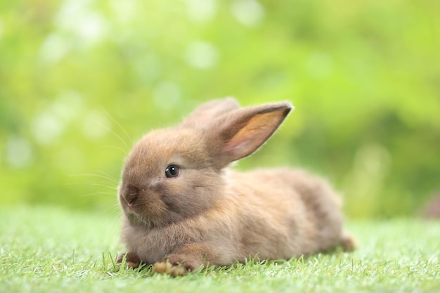 Cute little rabbit on green grass with natural bokeh as background during spring Young adorable bunny playing in garden Lovrely pet at park