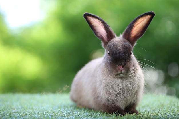 Cute little rabbit on green grass with natural bokeh as background during spring Young adorable bunny playing in garden Lovrely pet at park