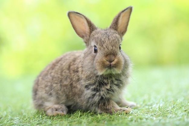 写真 春の間に背景として自然なボケ味と緑の芝生の上のかわいいウサギ庭で遊ぶ若い愛らしいバニー公園でlovrelyペット