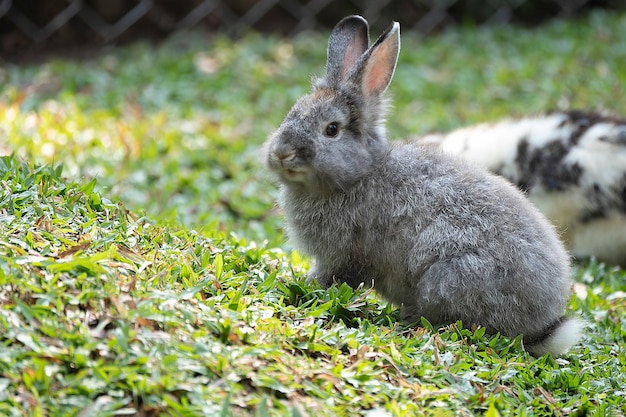 Cute little rabbit