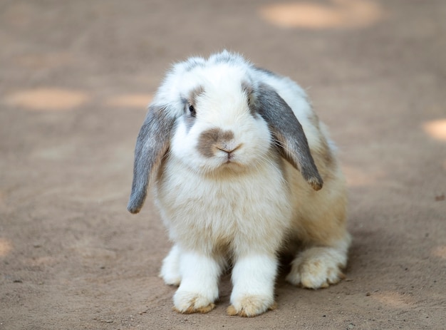 Cute little rabbit