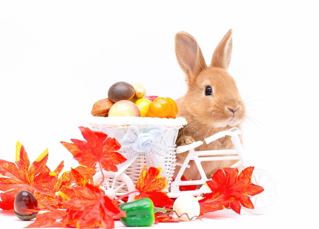 Cute little rabbits in autumnal garden