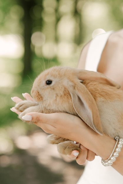 女性の手にかわいいウサギ