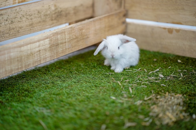Photo cute little rabbits