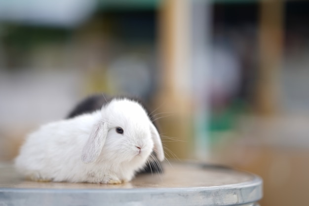 Cute little rabbits