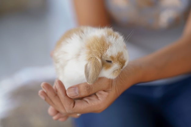 Cute little rabbits