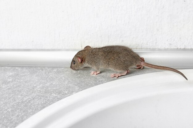 Cute little rat on table near sink