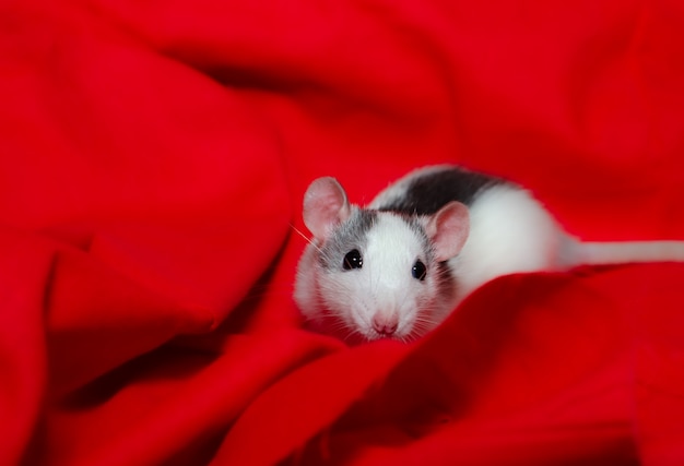 귀여운 작은 쥐
