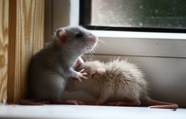 Cute little rats looking out the window