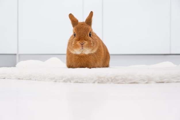 Simpatico coniglietto rosso, coniglio seduto in interni moderni bianchi, interni, corpo pieno, guardando la fotocamera. adorabile animale domestico, animale. copia spazio.