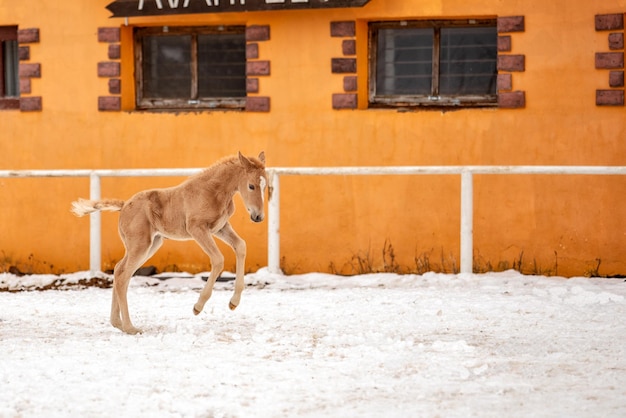 Carino piccolo puledro rosso corre attraverso la neve nel ranch