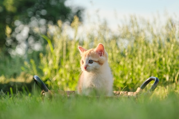 Cute little red fluffy kitten in basket on green sunny grass