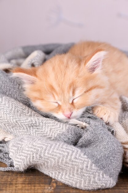 Cute little red kitten  sleeping on soft plaid, on bright background