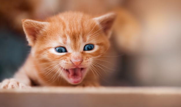 Cute little red striped kitten screaming