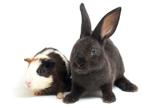 Cute little rex black rabbit and guinea pig