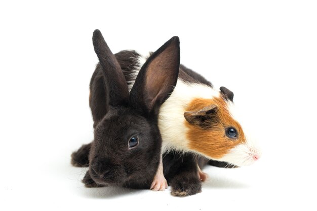 Cute little rex black rabbit and guinea pig