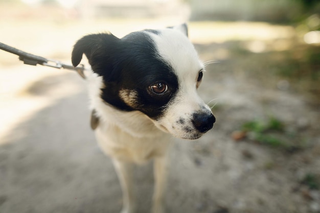 Cute little scared dog from shelter posing outside in sunny park adoption concept