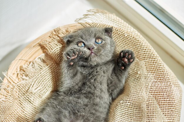Милый маленький шотландский британский серый котенок на корзине дома смешной кот