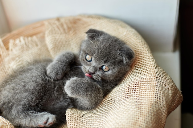 Cute little scottish british gray kitten on the basket at home funny cat