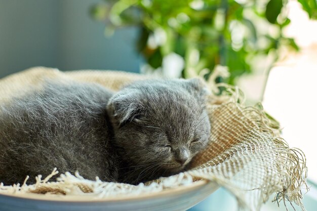 Милый маленький шотландский британский серый котенок спит дома на корзине