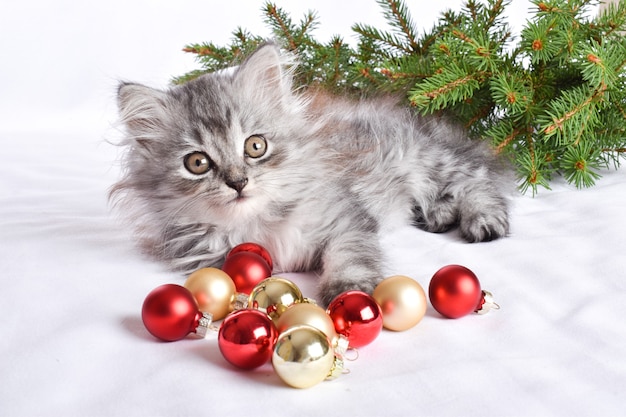 Un simpatico gattino scozzese è seduto accanto a palline di vetro rosse. una cartolina per il nuovo anno e il natale con un gatto.