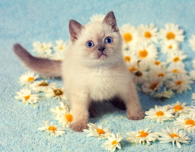 Cute little siamese kitten on chamomile flowers