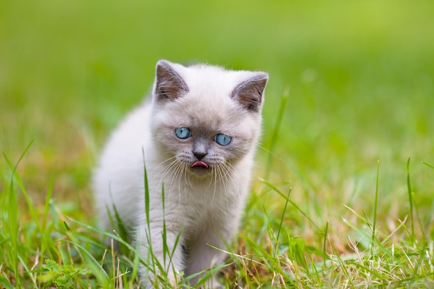 花の芝生の上のかわいい小さなシャムの子猫