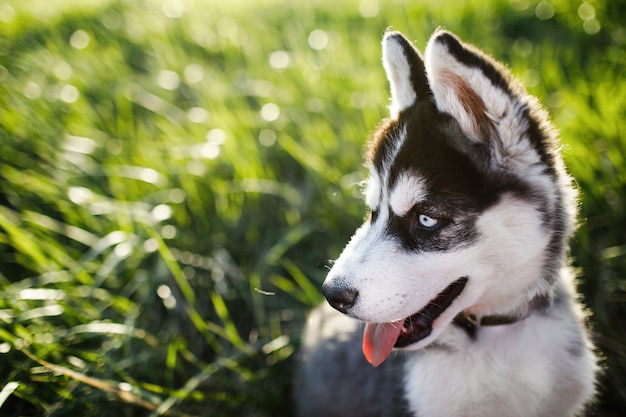 草でかわいいシベリアンハスキー子犬