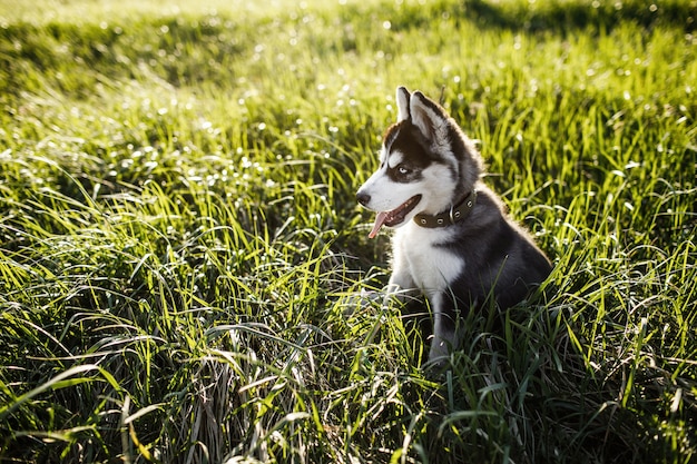 草でかわいいシベリアンハスキー子犬