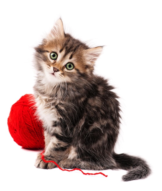 Cute little Siberian kitten with red clew isolated on white background