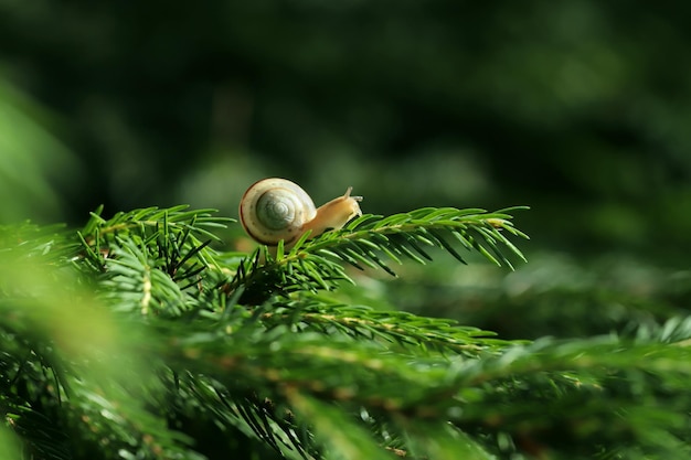 Cute little snail with a shell crawling on a twig, macro photography, beautiful bokeh, life in natur