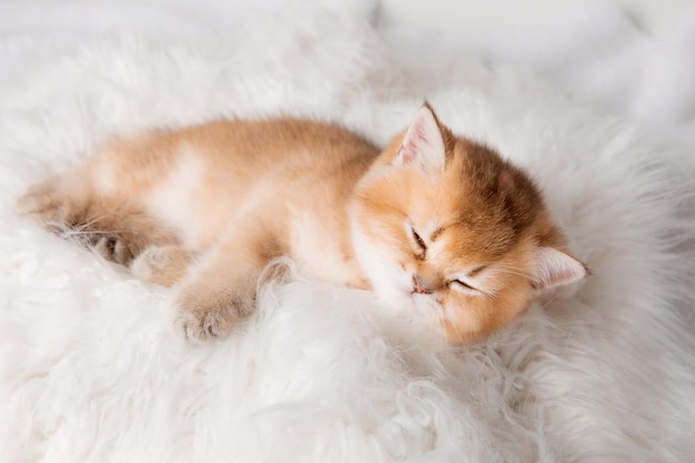 Cute little sobbing kitten sleeping on a furry white blanket