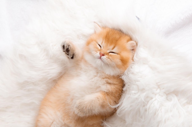 Cute little sobbing kitten sleeping on a furry white blanket