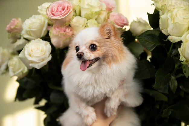 Cute little spitz dog in roses Funny dog