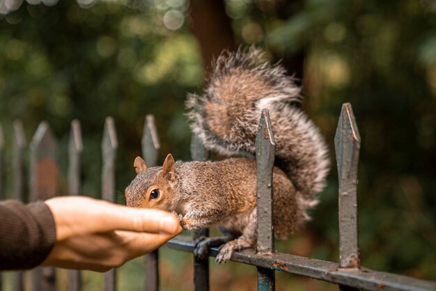 Cute little squirrel with fuzzy tail eats nut from human hand in park