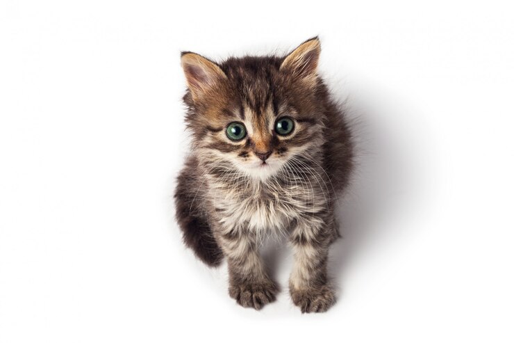 白い背景に分離されたかわいい小さな縞模様の子猫