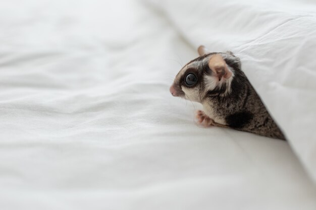 Cute little sugar glider crawling out of the bed sheet