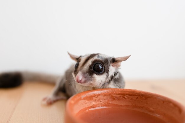 Cute little Sugar Glider drinks water from earthen ceramic cup.