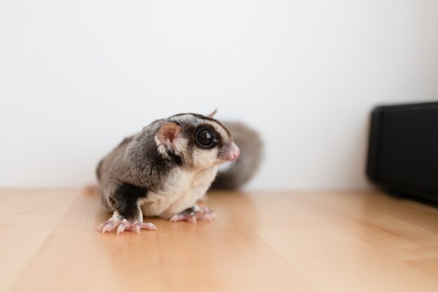 Cute little Sugar Glider on wooden table and white wall background.