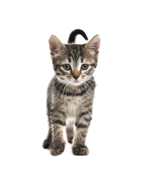 Cute little tabby kitten on white background