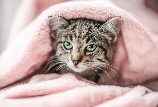 Cute little tabby kitten with green eyes relaxing on the pink plaid